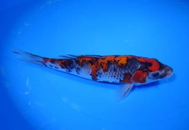 錦屋養鯉場 　鹿の子 黒五色　20cm　 錦鯉販売　通信販売　錦屋養鯉場