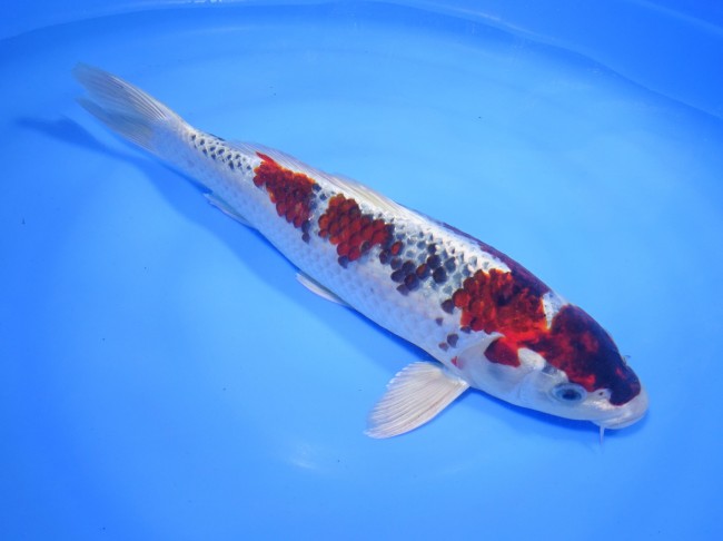 錦屋養鯉場 　メタリック春雷　31cm　 錦鯉販売　通信販売　錦屋養鯉場