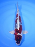  　メタリック春雷　31cm　 
