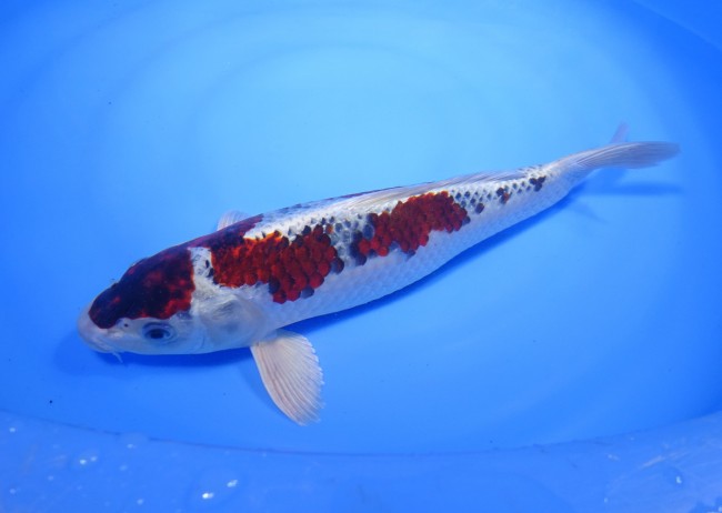 錦屋養鯉場 　メタリック春雷　31cm　 錦鯉販売　通信販売　錦屋養鯉場
