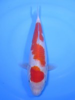  　紅白　25cm　 
