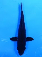  　 カラス鯉　11cm　 