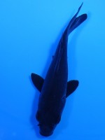  　 カラス鯉　11cm　