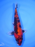 　金昭和　34cm　 
