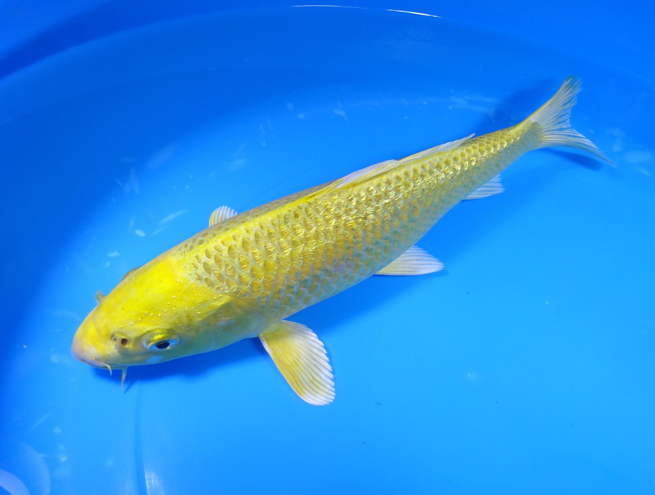 招き入れ大の金竜魚の置物. 招き入れ大の金竜魚の置物 【公式通販】