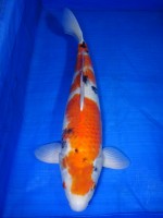  　 大正三色　60cm 　