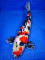  　 昭和三色　53cm　 