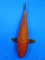 　紅鯉　23cm　