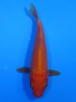 　紅鯉　23cm　