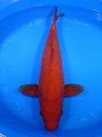 　 紅鯉　38cm　