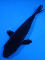 　 カラス鯉　17cm　 