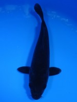 　 カラス鯉　22cm　 