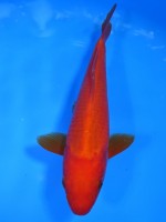 　 紅鯉　18cm　