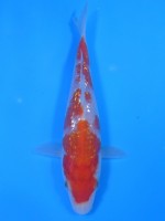 　ダイヤ銀鱗 紅白　13cm 　