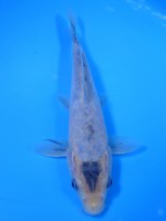 　大鱗 青空鯉　21cm　
