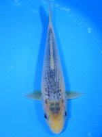 　水浅黄　23cm　