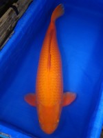 　紅鯉　90cm　