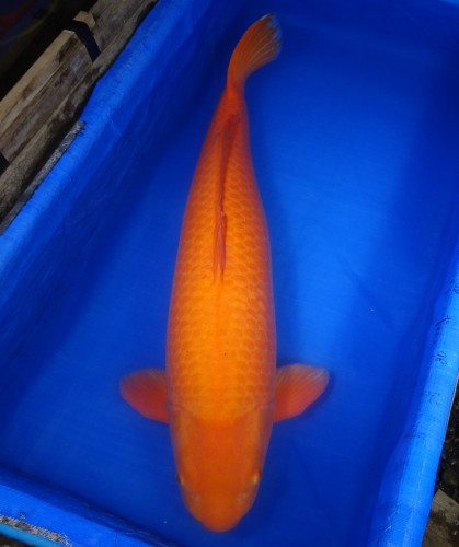 紅鯉　90cm