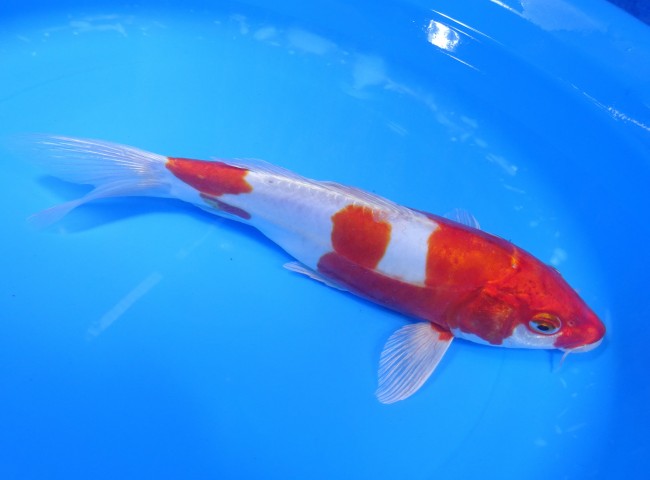 錦鯉販売　 菊水　25cm　 錦鯉　金魚 　通信　ネット販売　錦屋養鯉場