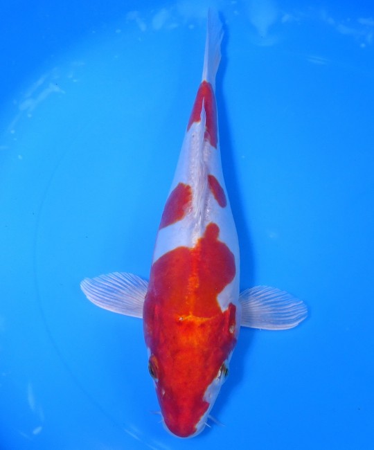 錦鯉販売　 菊水　25cm　 錦鯉　金魚 　通信　ネット販売　錦屋養鯉場