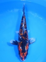  　噴火 金輝黒龍　28cm　 