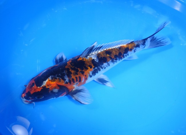 錦屋養鯉場 　噴火 金輝黒龍　28cm　 錦鯉販売　通信販売　錦屋養鯉場