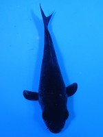 　 カラス鯉　14cm　