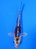 　ドイツやまと錦　12cm　