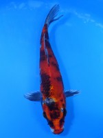  　金 昭和　23cm　 