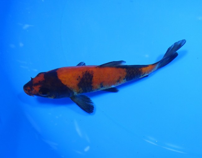 錦屋養鯉場 　緋写り　12cm　 錦鯉販売　通信販売　錦屋養鯉場