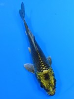  　金兜　11cm 　