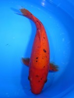 　紅時雨　32cm　