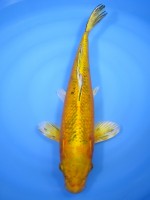 　やまと黄金　40cm　 