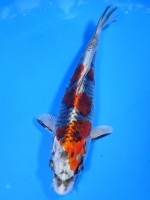  　クジャク黄金　18cm　 