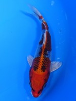  　クジャク黄金　17cm　 