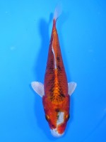  　クジャク黄金　15cm　