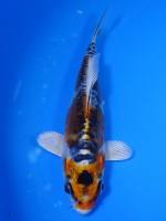 　ドイツやまと錦　15cm　