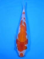  　紅白　20cm　 