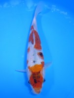 　　墨衣　23cm　
