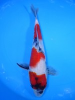  　昭和三色　25cm   