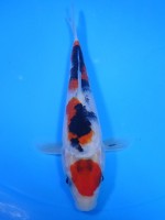  　丸天 大正三色　18cm　 