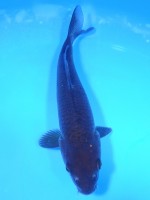  　真鯉　17cm　 
