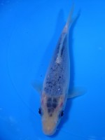 　青鯉　19cm　 