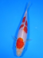  　紅白　15cm　 