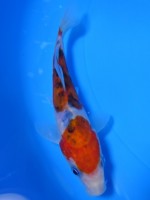 　 ドイツ大正三色　13cm　