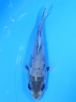 　松川化け　13cm　