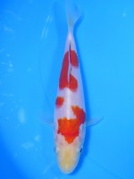 　 紅白　15cm　 