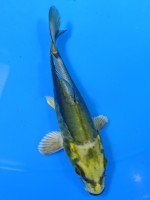  　ドイツみどり金兜  横見0k　11cm 　