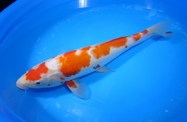 錦屋養鯉場 　紅白　31cm　 錦鯉販売　通信販売　錦屋養鯉場