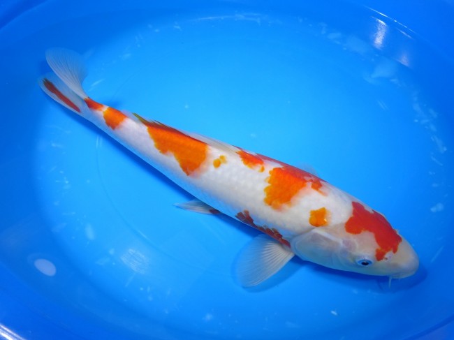 錦屋養鯉場 　紅白　31cm　 錦鯉販売　通信販売　錦屋養鯉場